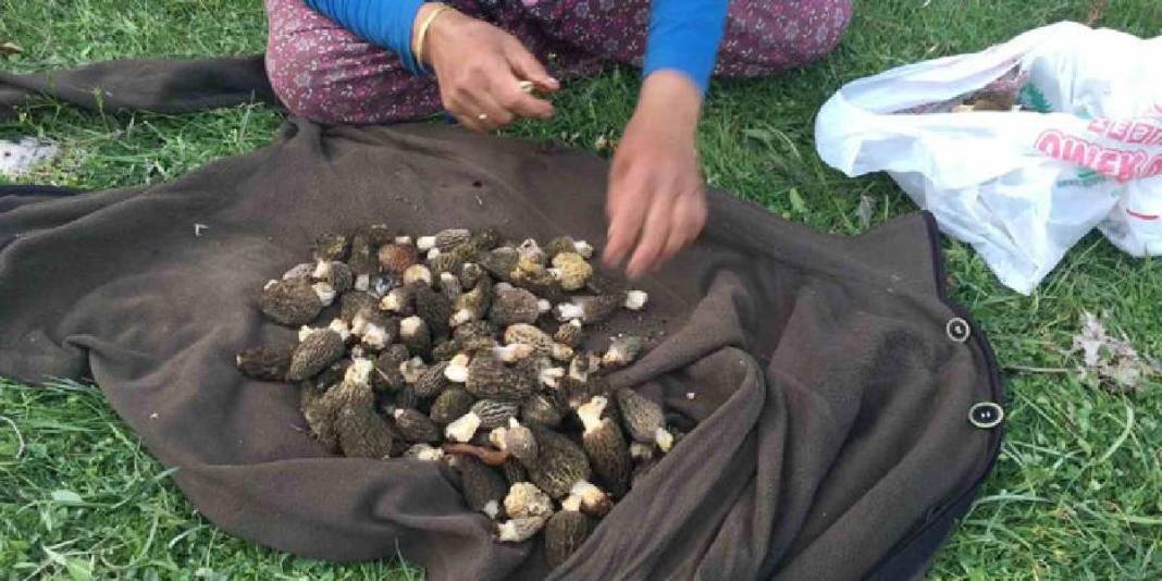 Halk arasında ‘göbek’ diye biliniyor, 1.800 rakımdan toplanıyor: Kilosu 1500 TL! 7